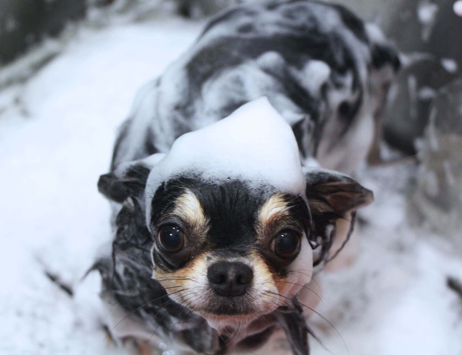 シャンプー｜ハッピーベル
