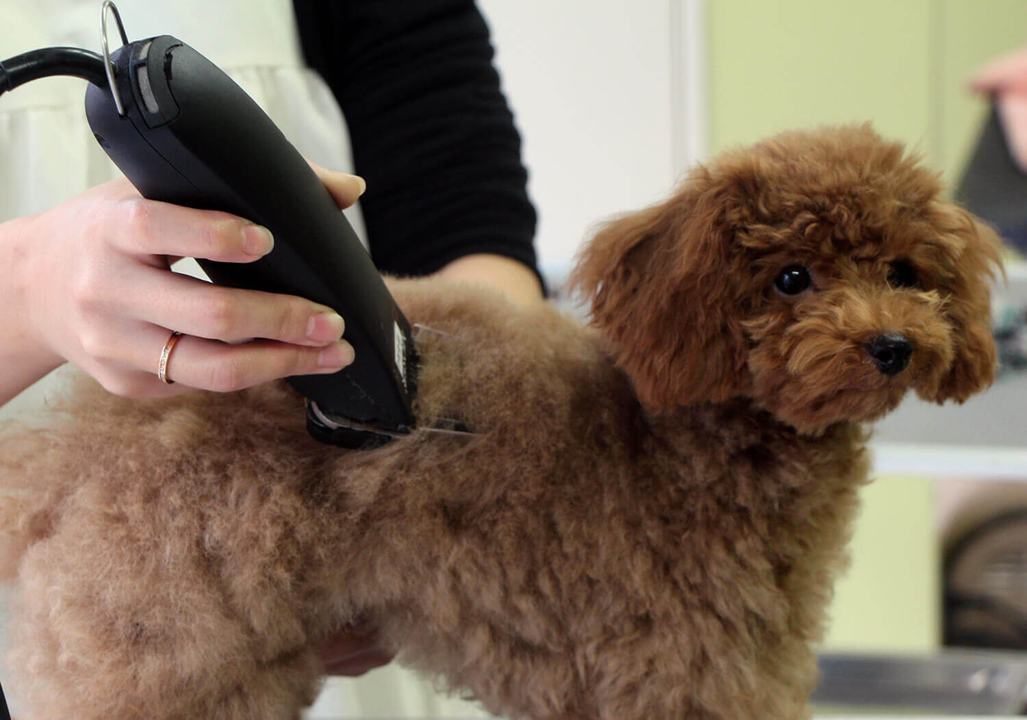 バリカン｜ハッピーベルのトリミング
