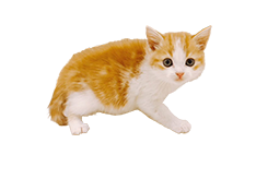 スコティッシュフォールド