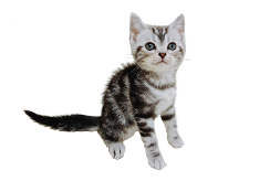 アメリカンショートヘアー