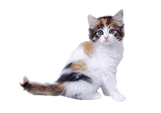 ノルウェージャンフォレストキャット