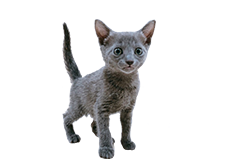 ロシアンブルー