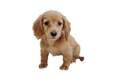 ミニチュア・ダックスフンド